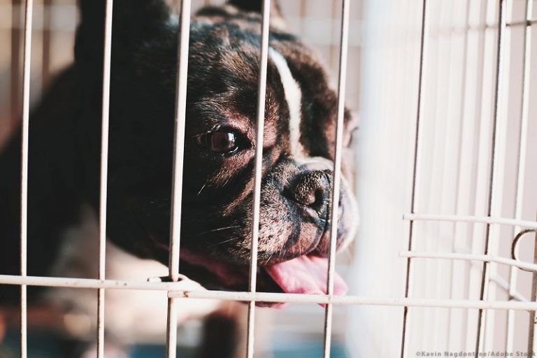 Stop illegal handel med hunde og katte
