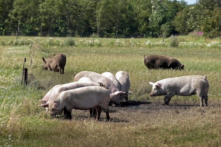 Danske levnedsmidler regnes nu som lokalt produceret i Skåne
