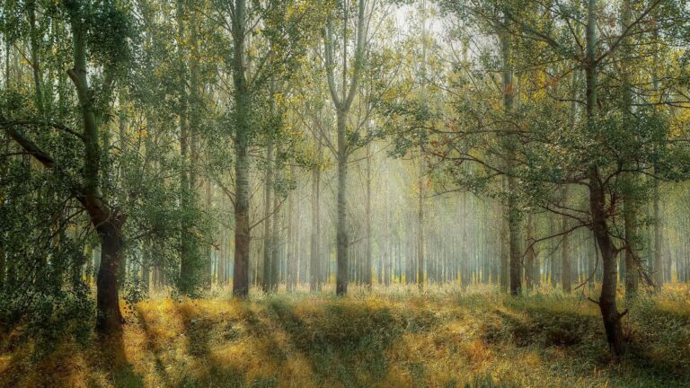 Klimaforandringer: EU’s skove skal modvirke CO2-udslip