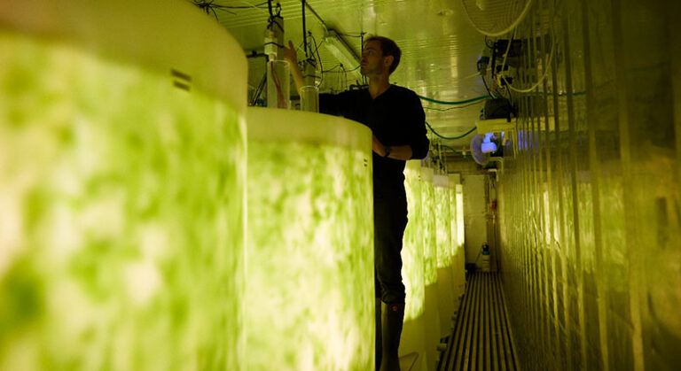 Dansk innovation skal omdanne næringsstoffer og CO2 fra reje- og fiskeopdræt til værdifuld tang
