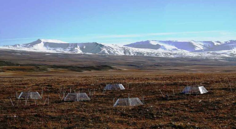 Verdens tundra udleder overraskende mere CO2, når det bliver varmere