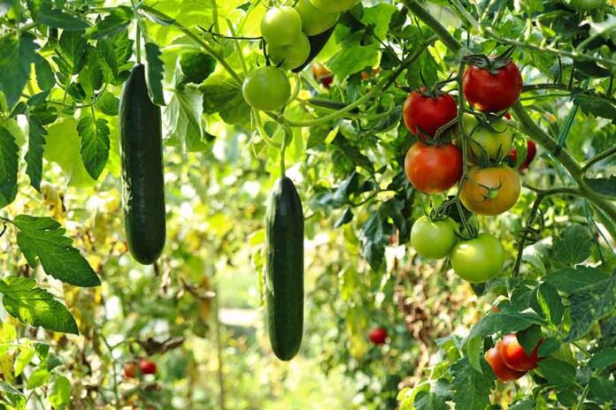 cucumber-plant