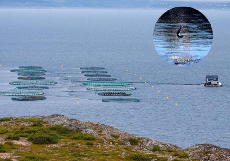 Norsk beslutning: Ingen forbud mod netfiskeri trods risikoen for truet vildlaks